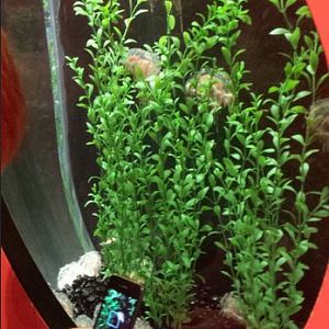 Jellies - Flower Hat Jellyfish Exhibit