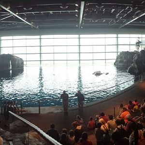 Oceanarium - Aquatic Show - One World