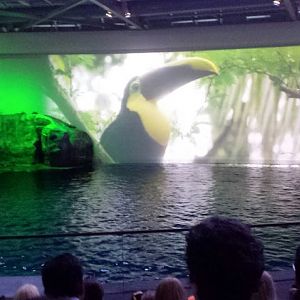 Oceanarium - Aquatic Show - One World