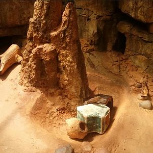 African Journey - Aardvark Exhibit