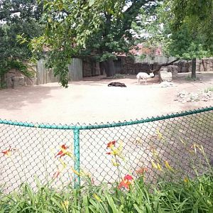 Antelope + Zebra Area - Alpaca Exhibit
