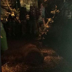 Small Mammal + Reptile House - Southern Three-banded Armadillo Exhibit