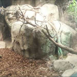 Small Mammal - Reptile House - Mexican Beaded Lizard Exhibit