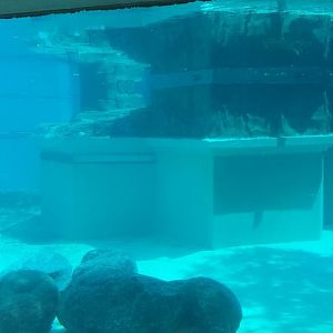 McCormick Bear Habitat - Polar Bear Underwater Exhibit Viewing