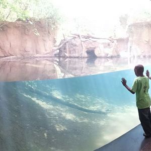 Children's Zoo - American Beaver + Hooded Merganser + Northern Pintail + Wo