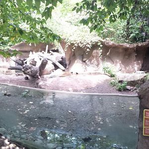 Children's Zoo - American Beaver + Hooded Merganser + Northern Pintail + Wo