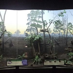 McCormick Bird House - Forest Edge