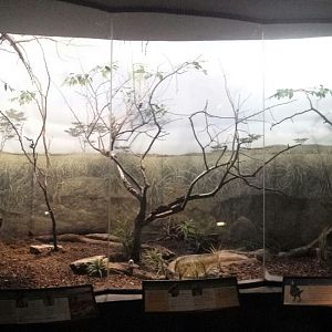 McCormick Bird House - Savanna