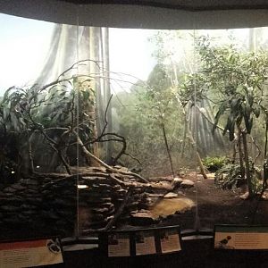 McCormick Bird House - Tropical Forest