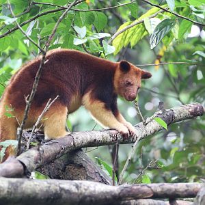 Goodfellow's Tree Kangaroo
