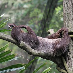 A Sloth Slothing