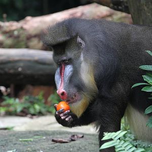 Mandrill Eating Mandarin