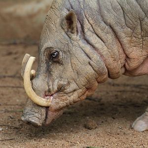 Babirusa