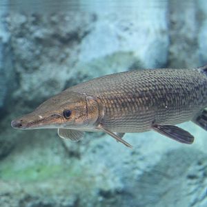 Alligator Gar