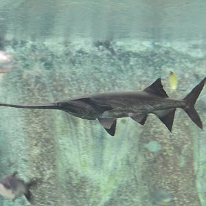 Mississippi Paddlefish