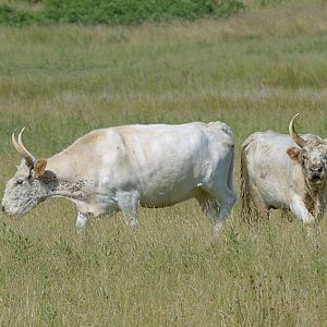 Chillingham cattle, cow and master bull