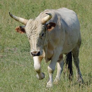Chillingham cattle, young bull