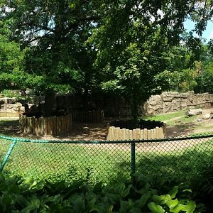 Antelope + Zebra Area - Bactrian Camel Exhibit