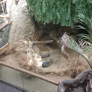 Small Mammal-Reptile House - Patagonian Cavy Exhibit