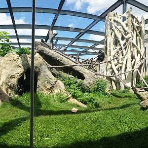 Regenstein Center for African Apes - Common Chimpanzee Exhibit