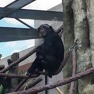 Regensetin Center for African Apes - Common Chimpanzee