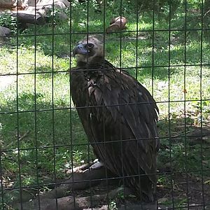 Birds of Prey Exhibit - Cinerous Vulture