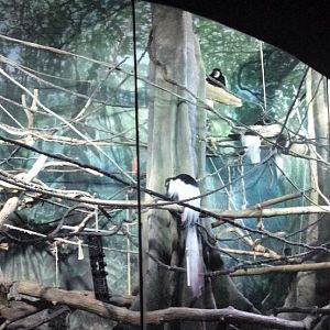 Primate House - Black-and-white Colobus Exhibit