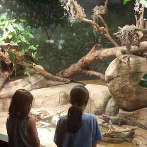 Small Mammal - Reptile House - Dwarf Crocodile Exhibit