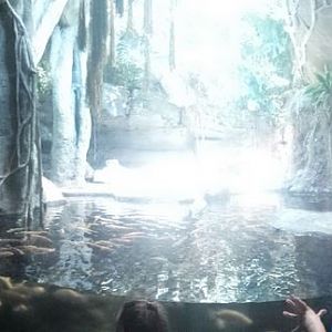 African Journey - Dwarf Crocodile Exhibit