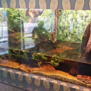 Children's Zoo - Eastern Newt + Green Tree Frog Exhibit