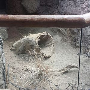 Small Mammal - Reptile House - Fennec Fox Exhibit