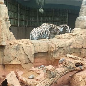 African Journey - Baringo Giraffes + Meerkat Exhibit