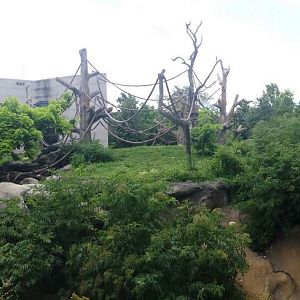 Regenstein Center for African Apes - First Gorilla Exhibit