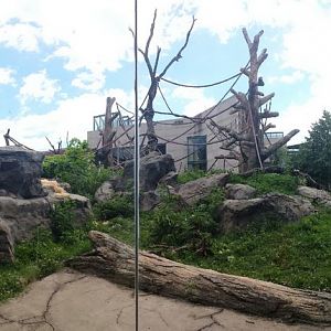 Regensetin Center for African Apes - First Gorilla Exhibit
