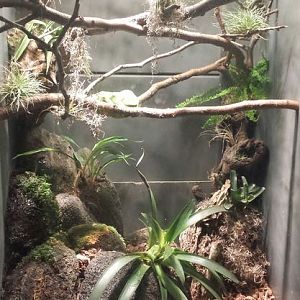 Small Mammal - Reptile House - Green Tree Python Exhibit