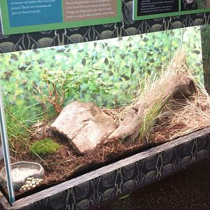 Children's Zoo - Rough Green Snake Exhibit