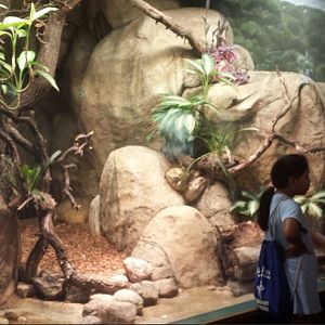Small Mammal - Reptile House - Dumeril's Ground Boa Exhibit