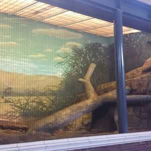 Kovler Lion House - Indoor Lion Exhibit