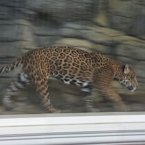 Kovler Lion House - Jaguar