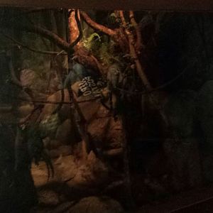 Small Mammal - Reptile House - Pygmy Slow Loris Exhibit