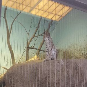 Kovler Lion House - Eurasian Lynx