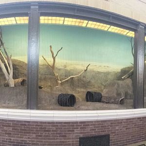 Kovler Lion House - Eurasian Lynx Exhibit