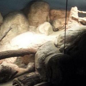 Small Mammal - Reptile House - Dwarf Mongoose + Naked Mole Rat Exhibits