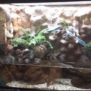 Small Mammal - Reptile House - Oriental Fire-bellied Toad Exhibit