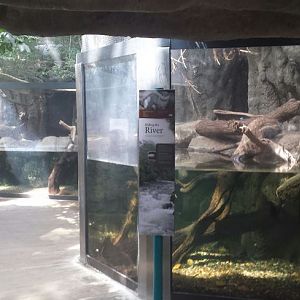 Small Mammal - Reptile House - Asian Small-clawed Otter + Prevost's Squirre