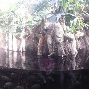 African Journey - Pygmy Hippopotamus Exhibit
