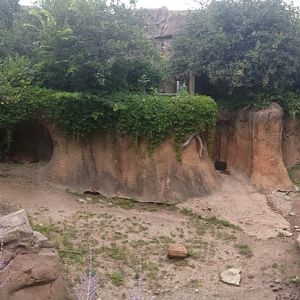African Journey - Red River Hog Exhibit