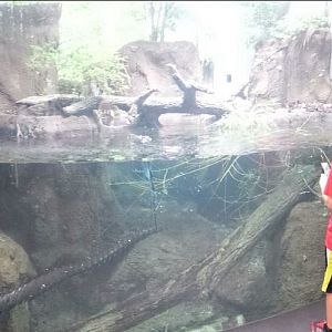 Children's Zoo - North American River Otter Exhibit Underwater Viewing
