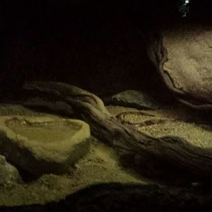 Small Mammal - Reptile House - Kenyan Sand Boa Exhibit
