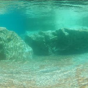 Kovler Sea Lion Pool - Underwater Viewing
